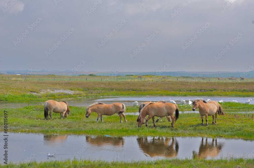Fototapeta premium Baie de Somme