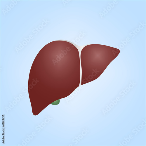 Realistic Illustration of Human Liver