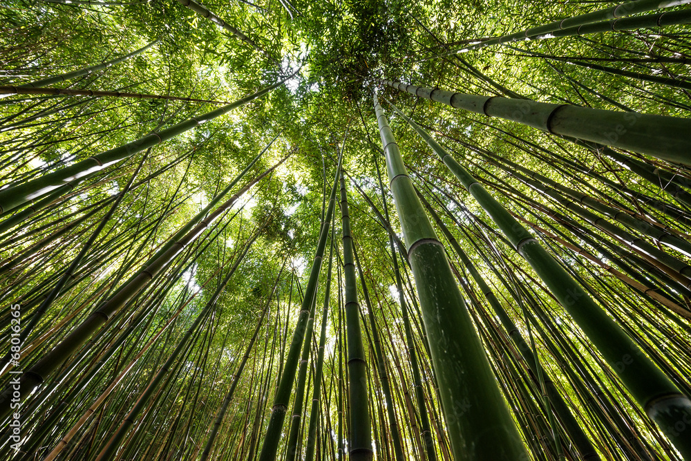bamboo forest - fresh bamboo background bamboo forest - fresh bamboo background