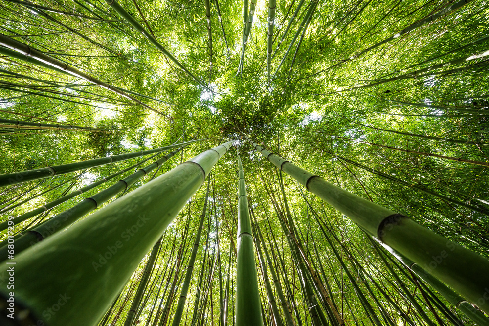 Fototapeta premium bambusowy las - świeże tło bambusa
