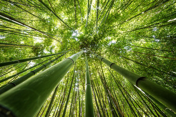 Keuken achterwand Bamboe Verse bamboe in natuurlijk groen  © Vera Kuttelvaserova