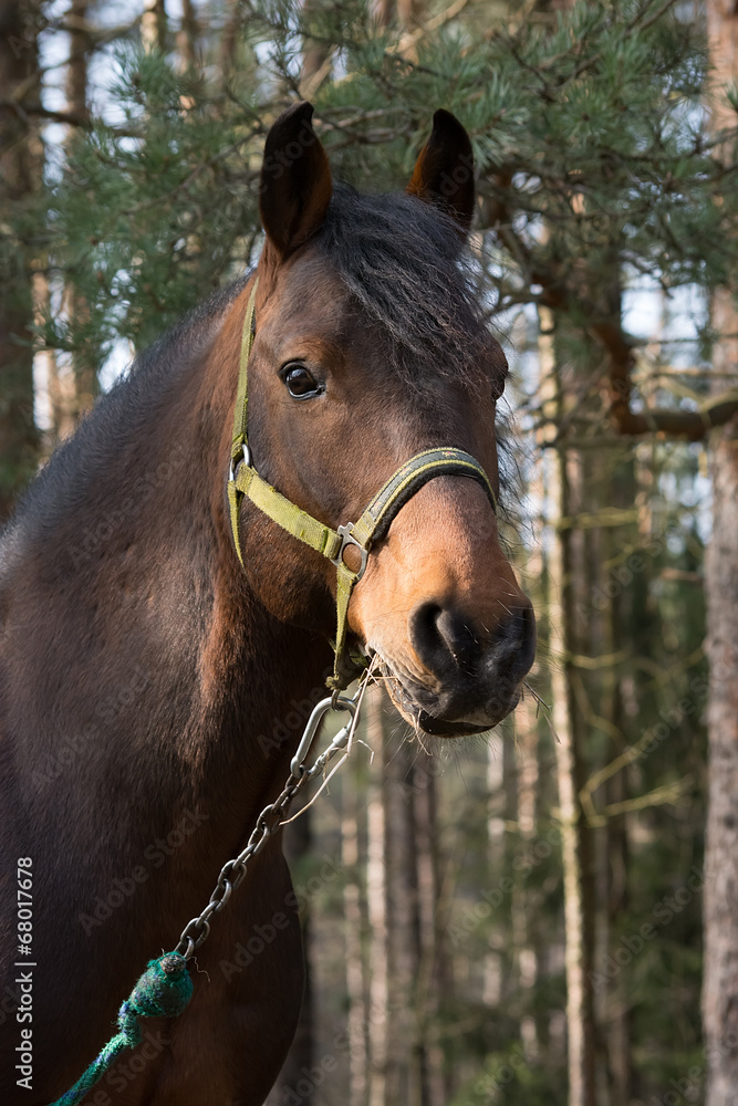 Fototapeta premium koń
