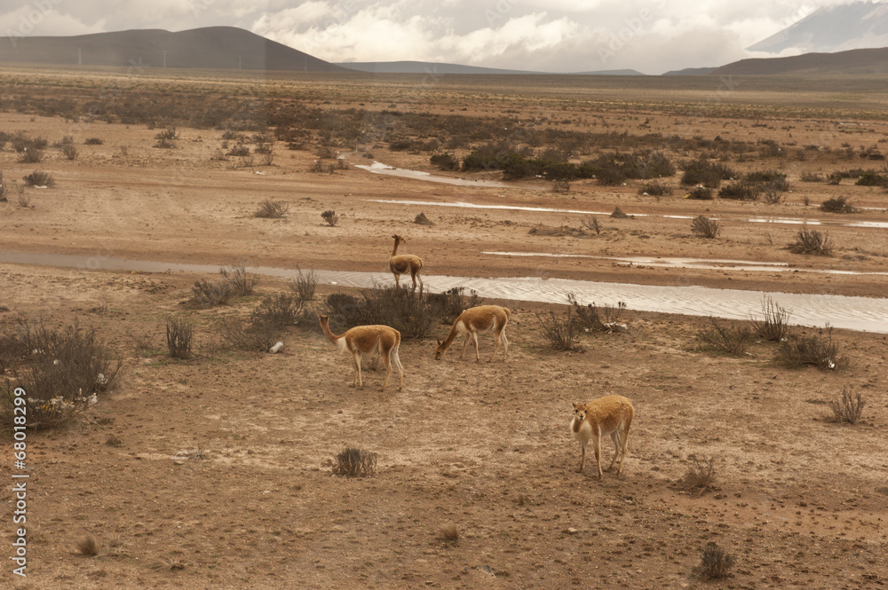 A llama in an outdoor environment on a cloudy day. A llama in an outdoor environment on a cloudy day.