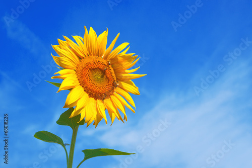 Sunflowers in the field