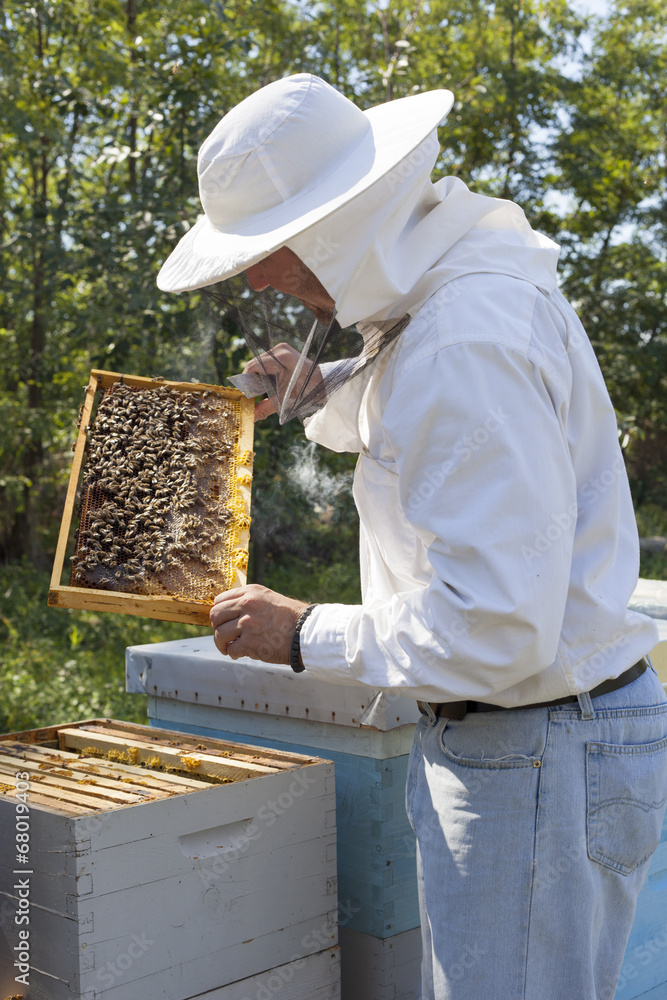 Beekeeper checking bee colony Beekeeper checking bee colony