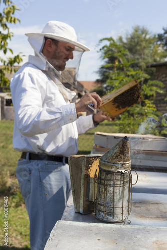 Beekeeper inspects honey bee colony