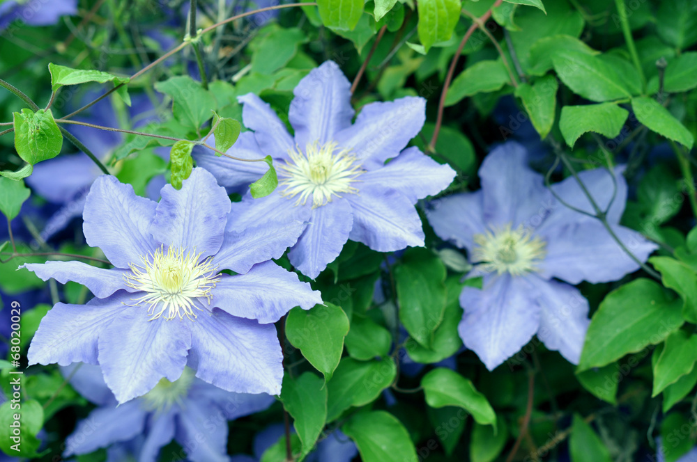 Clematis - im Garten Clematis - im Garten