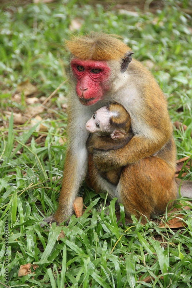 Fototapeta premium Affenmutter mit Jungtier