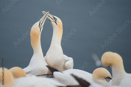 Basstölpel (Morus bassanus) auf Helgoland