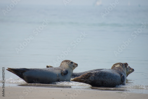 Seehunde am Strand von Helgoland
