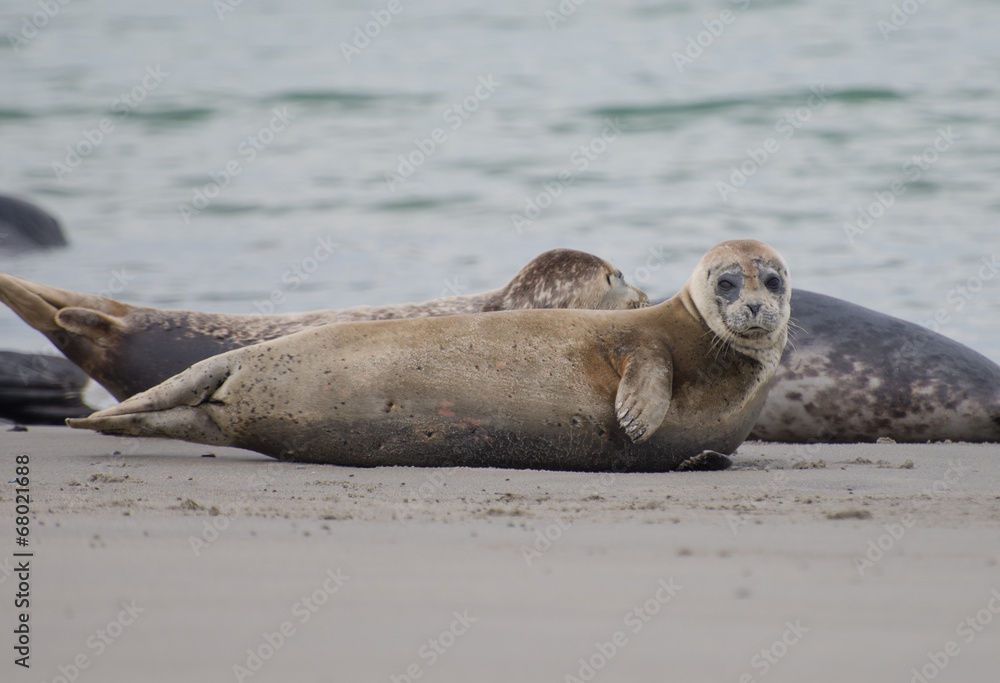 Fototapeta premium Seehund am Strand von Helgoland
