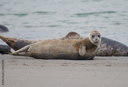 Seehund am Strand von Helgoland