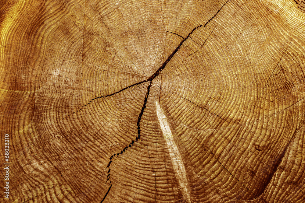 Fototapeta premium wood textured background