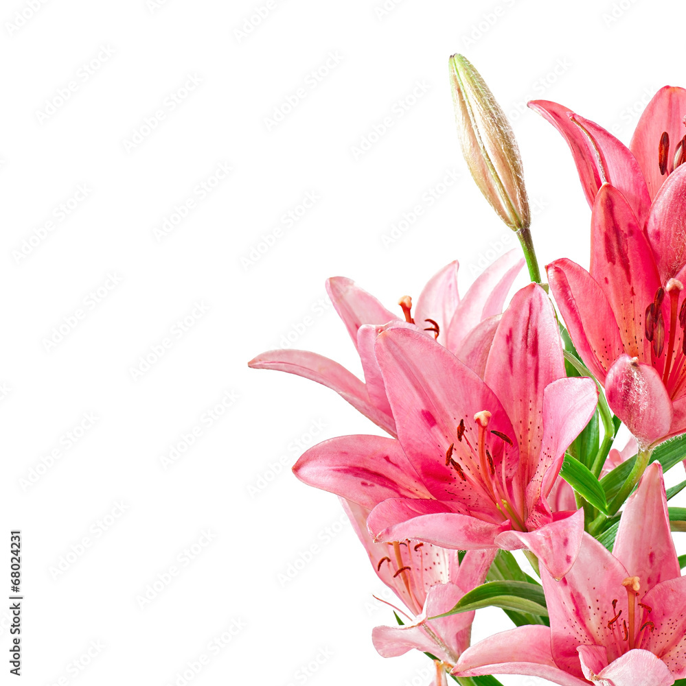 Obraz premium Beautiful pink lily, isolated on white
