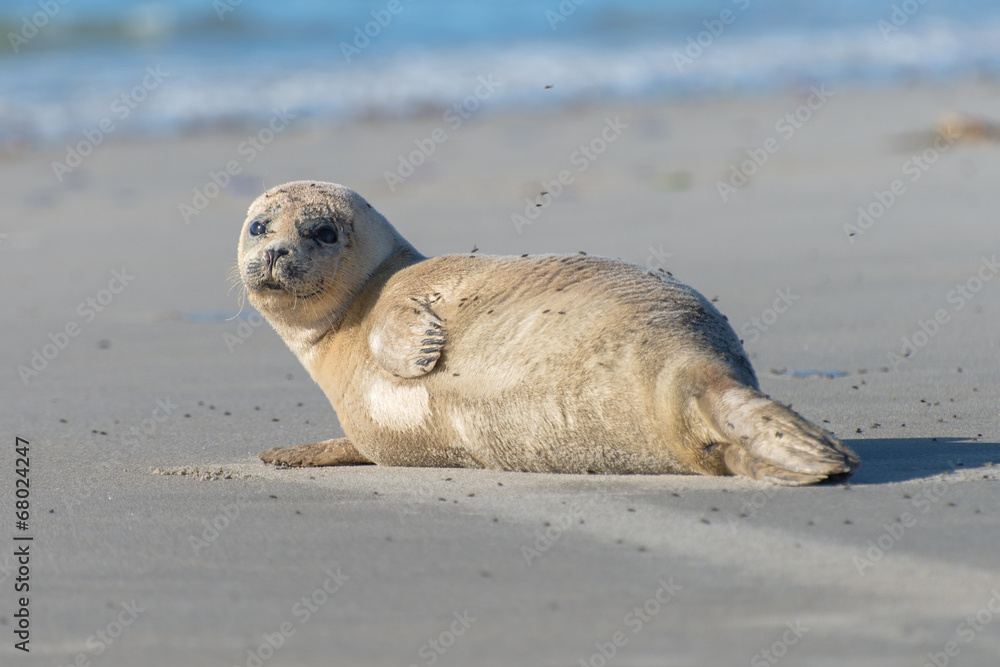 Fototapeta premium Seehund am Strand von Helgoland