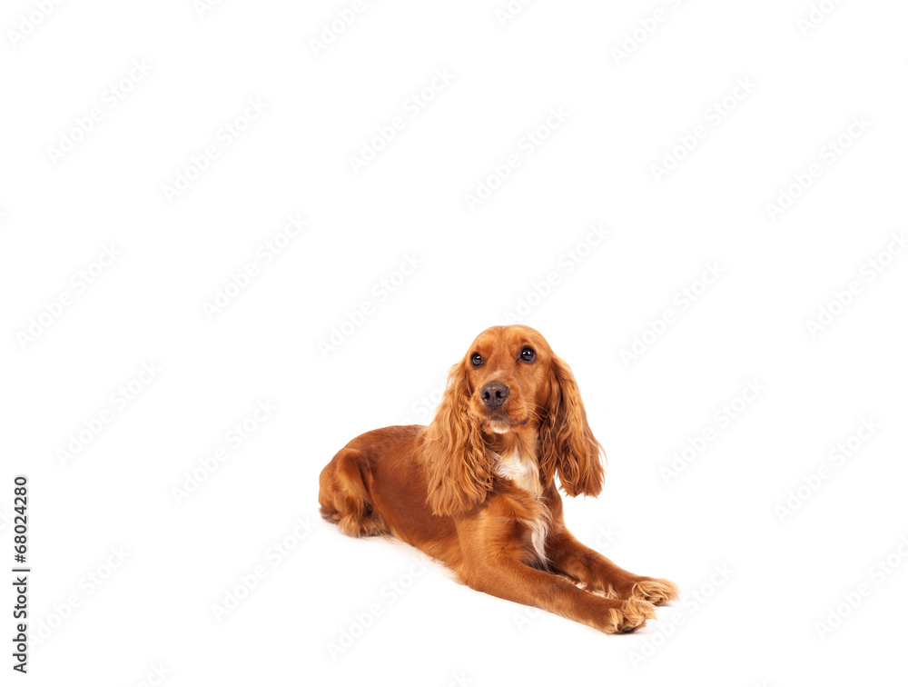 Cute cocker spaniel with copy space