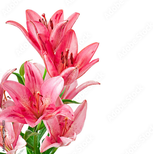 Beautiful pink lily  isolated on white