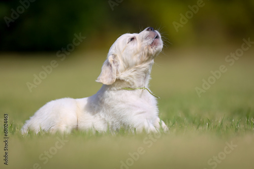 Fototapeta Naklejka Na Ścianę i Meble -  Barking golden retriever puppy