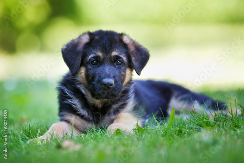 Young german shepherd dog