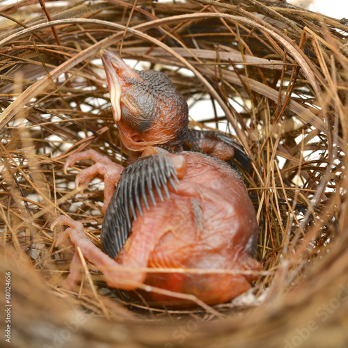 baby bird in a nest