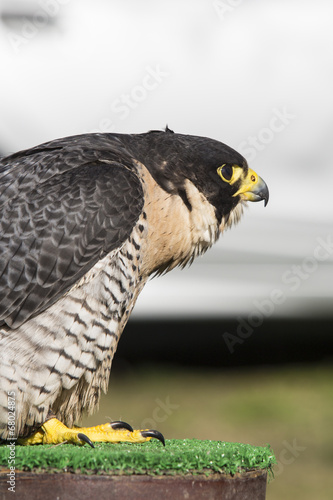 Halcón peregrino. Ave rapaz. Cetrería