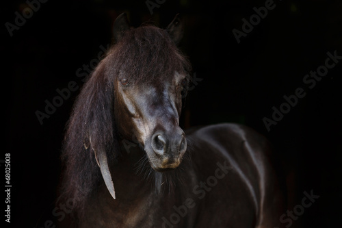 Fototapeta Naklejka Na Ścianę i Meble -  Indianerpony Portrait