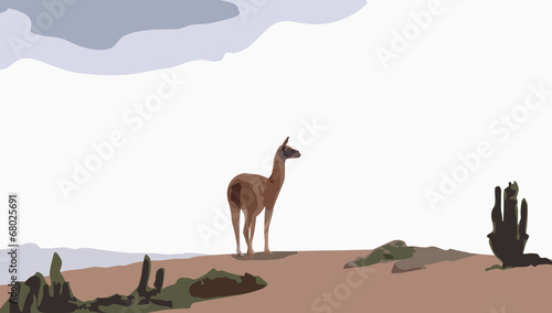 camel guanaco