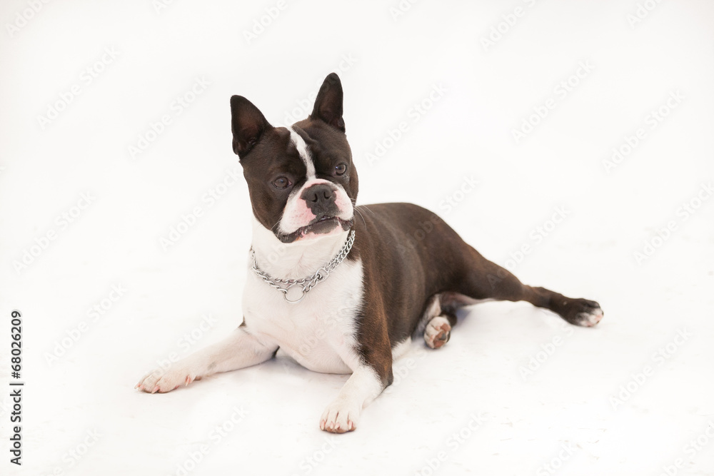 Französische Bulldogge Französische Bulldogge