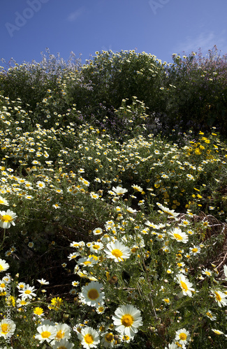 Fototapeta Naklejka Na Ścianę i Meble -  Wild flowers in california