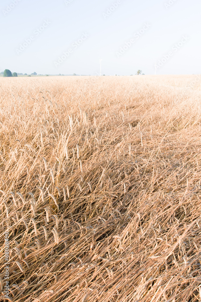 Fototapeta premium Łany zboża, żyto