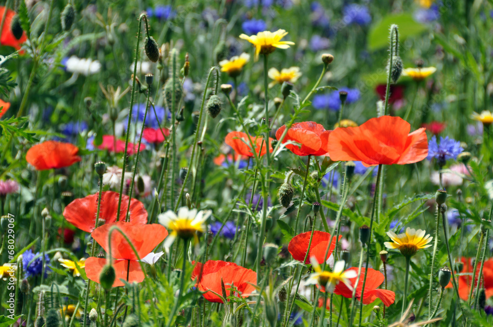 Fototapeta premium Klatschmohn und Kornblumen