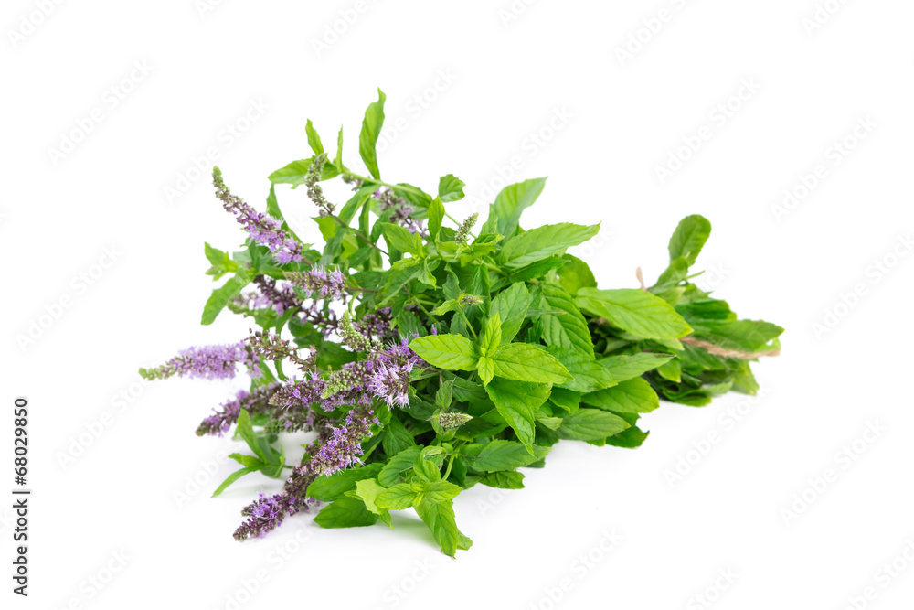 Bunch blooming mint Bunch blooming mint