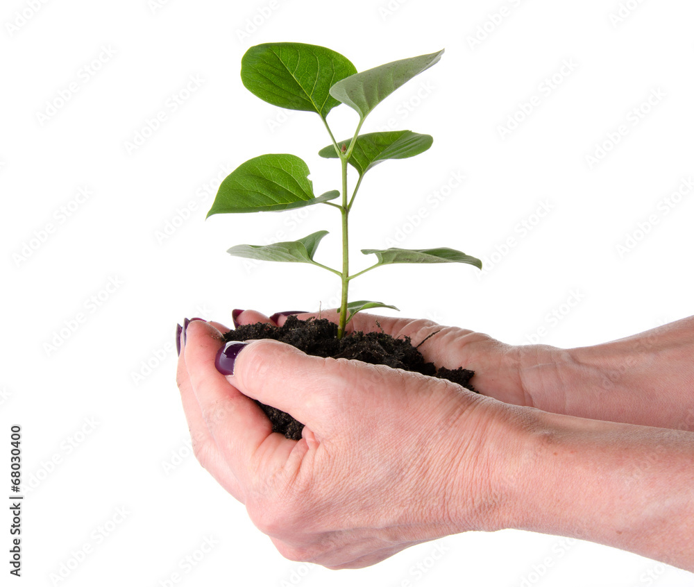 Life and growth concept with human hands holding a green small p Life and growth concept with human hands holding a green small p
