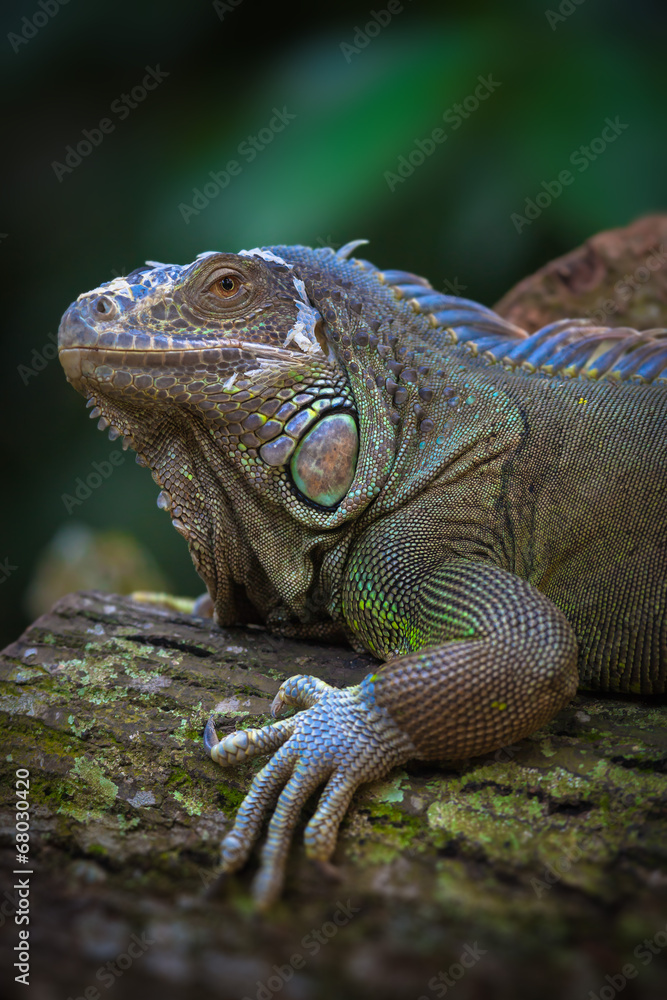 The green iguana The green iguana
