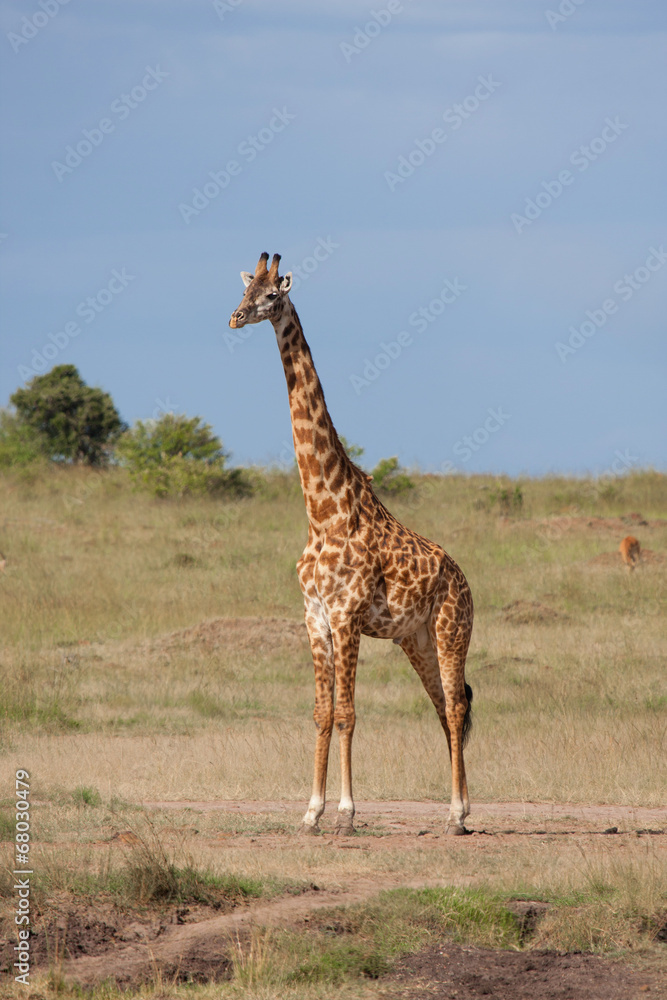 Obraz premium Giraffa africana