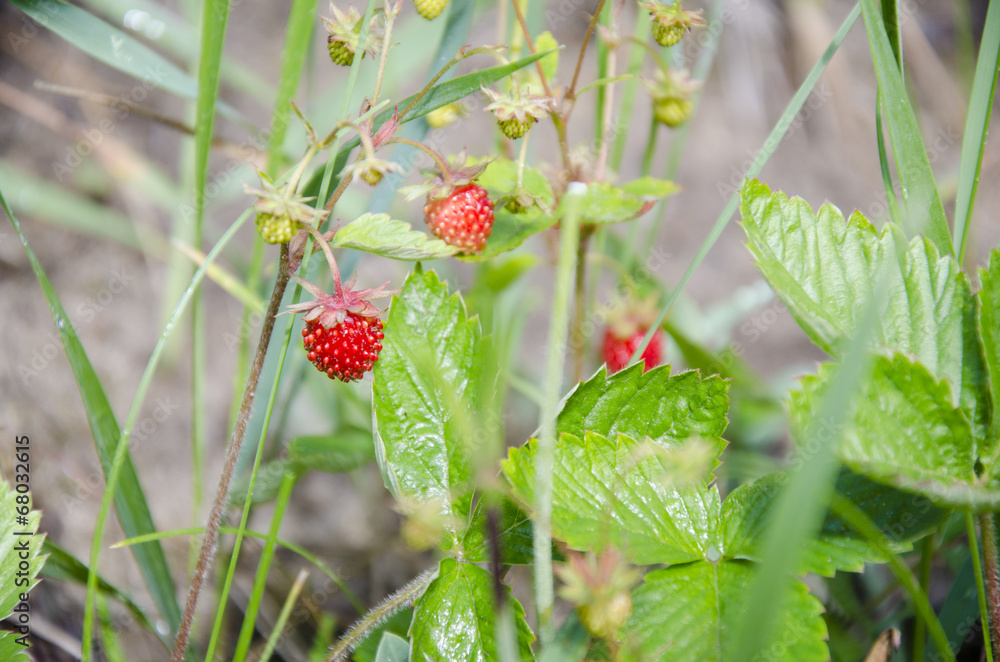 Strawberries on branch Strawberries on branch