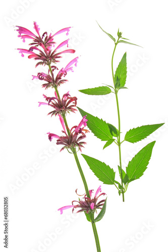 Mexikanischer Riesenysop (Agastache mexicana)