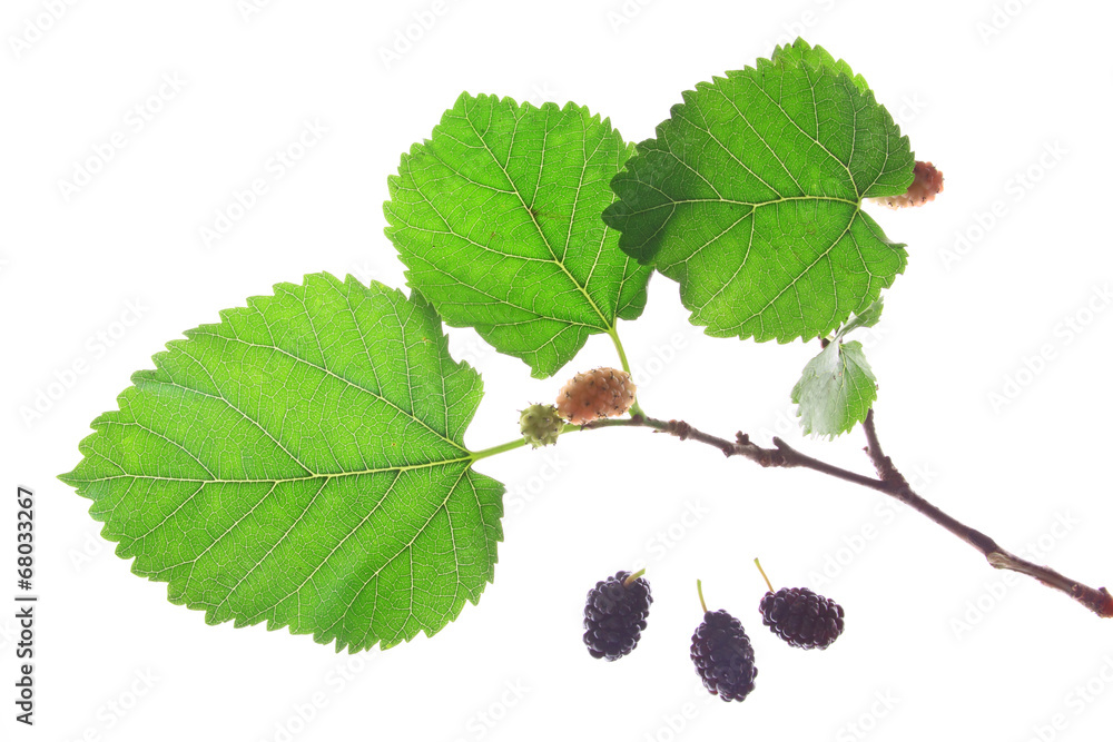 Fototapeta premium Schwarze Maulbeere (Morus nigra)