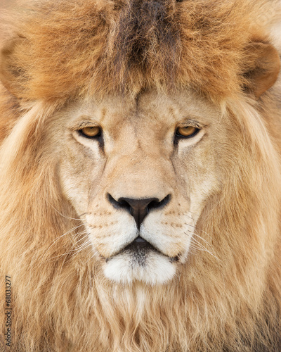 Face of majestic lion
