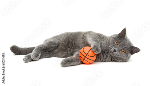gray cat (breed scottish-straigh) with a ball on a white backgro