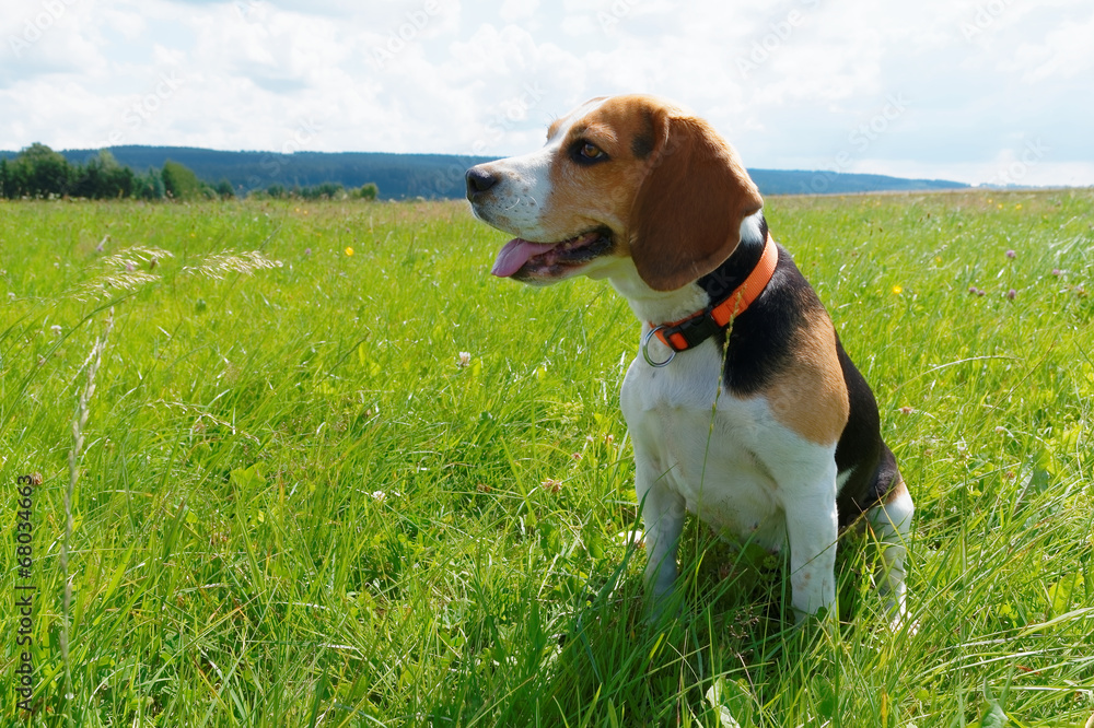 Beagle on a meadow Beagle on a meadow