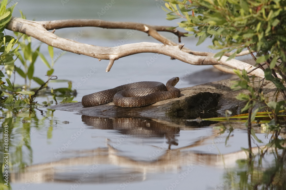 Northern Water Snake Basking on a Rock - Ontario, Canada Northern Water Snake Basking on a Rock - Ontario, Canada