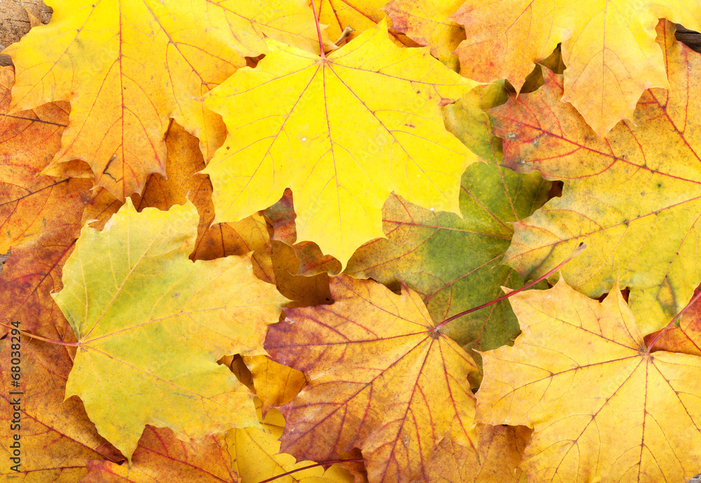 Colorful autumn maple leaves Colorful autumn maple leaves