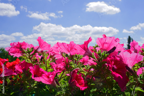 Blooming Surfinias on blue sky background . photo