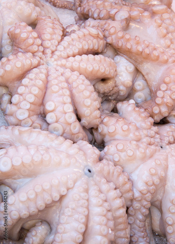 Tintenfische