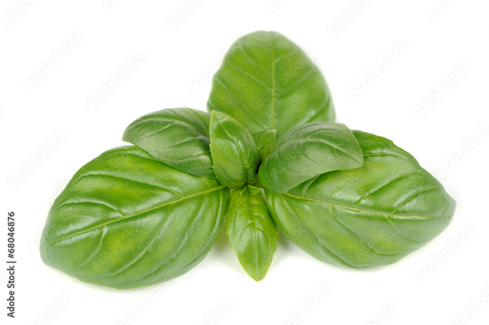 Green Basil Isolated on White Background Green Basil Isolated on White Background