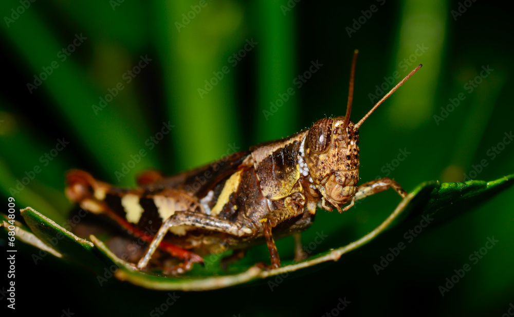 dark brown and yellow grasshopper standing on green leaf dark brown and yellow grasshopper standing on green leaf
