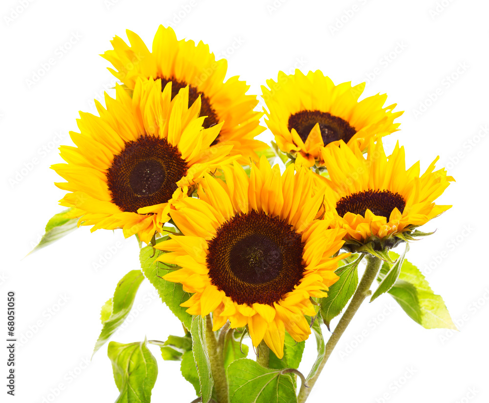 Fototapeta premium sunflowers