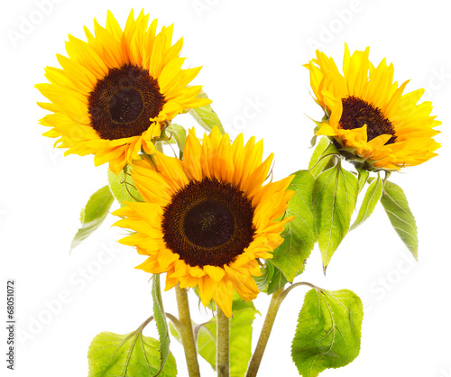 Fototapeta Naklejka Na Ścianę i Meble -  sunflowers