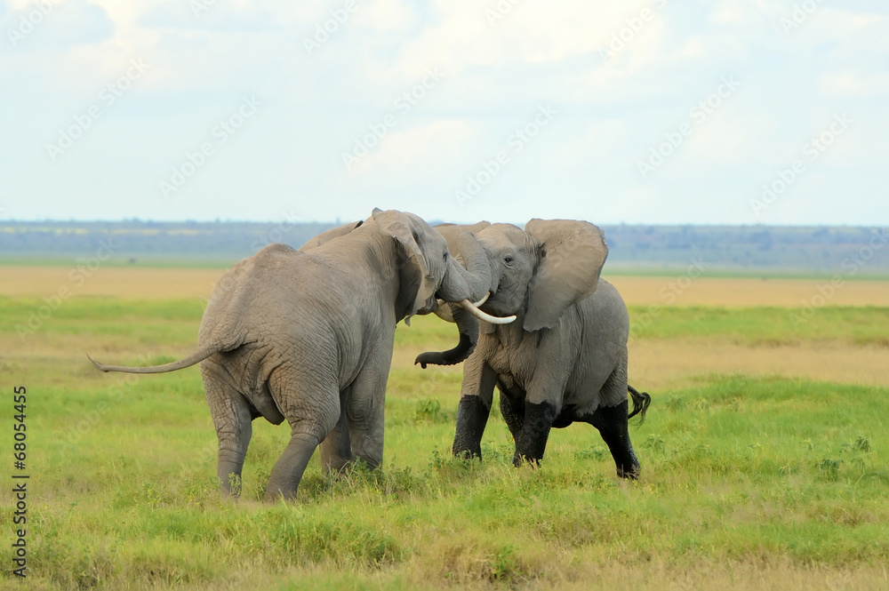 Fototapeta premium Elephant